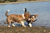 CORGI CARDIGAN 125